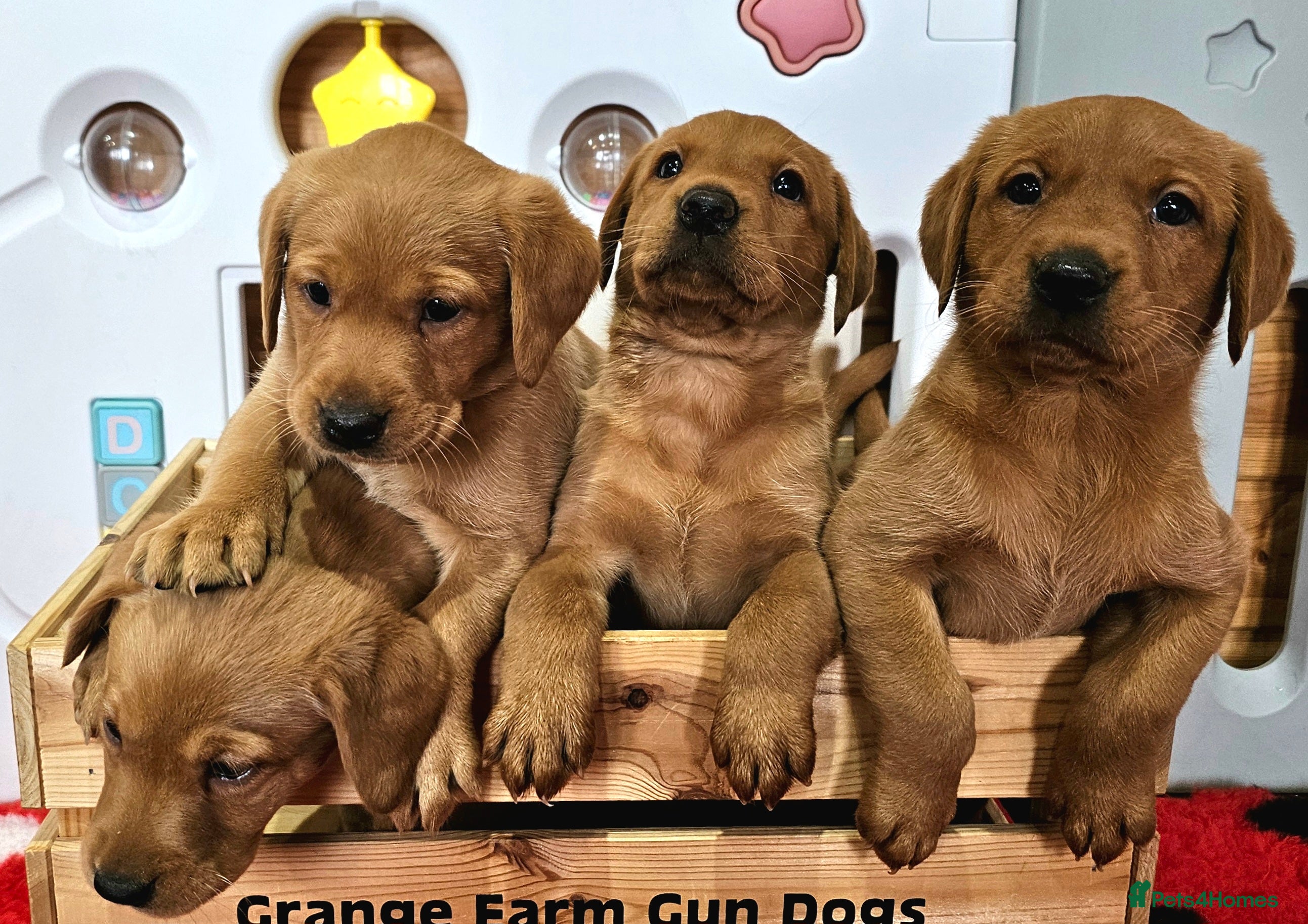 Labrador Retriever dogs 4 STUNNING KC REG FOX RED GIRL LABRADORS AVAILABLE - Advert 6