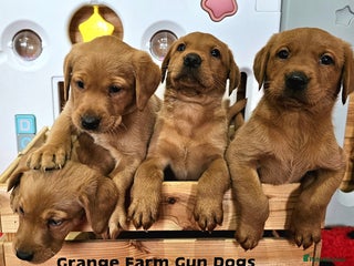 Labrador Retriever dogs 4 STUNNING KC REG FOX RED GIRL LABRADORS AVAILABLE - Advert 6