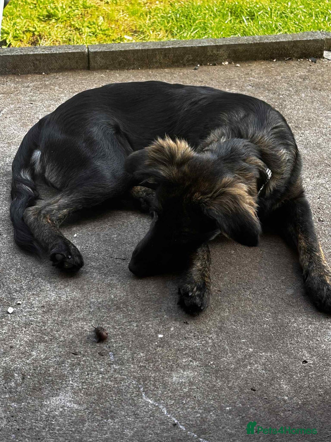 Mixed Breed dogs for adoption: Amaya is a gorgeous pup looking for the best home - Image 2