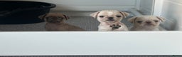 Pug dogs for sale: Pug puppies  - Advert 2