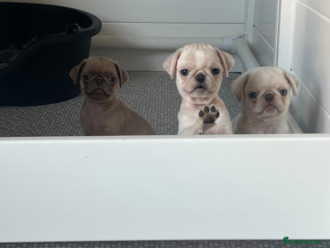 Pug dogs for sale: Pug puppies  - Advert 2