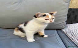 British Shorthair cats for sale: Offers accepted! Last of her litter! - Image 4