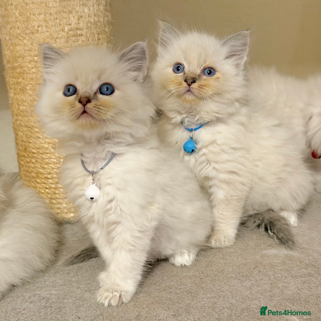 Ragdoll cats for sale: Fluffy, Cuddly, Playful, Affectionate Kittens - Advert 4