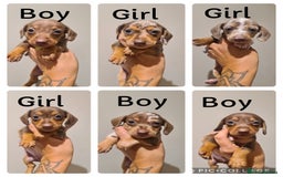 Miniature Dachshund dogs for sale: Smooth haired daxies available 3boys 3 girls - Image 1