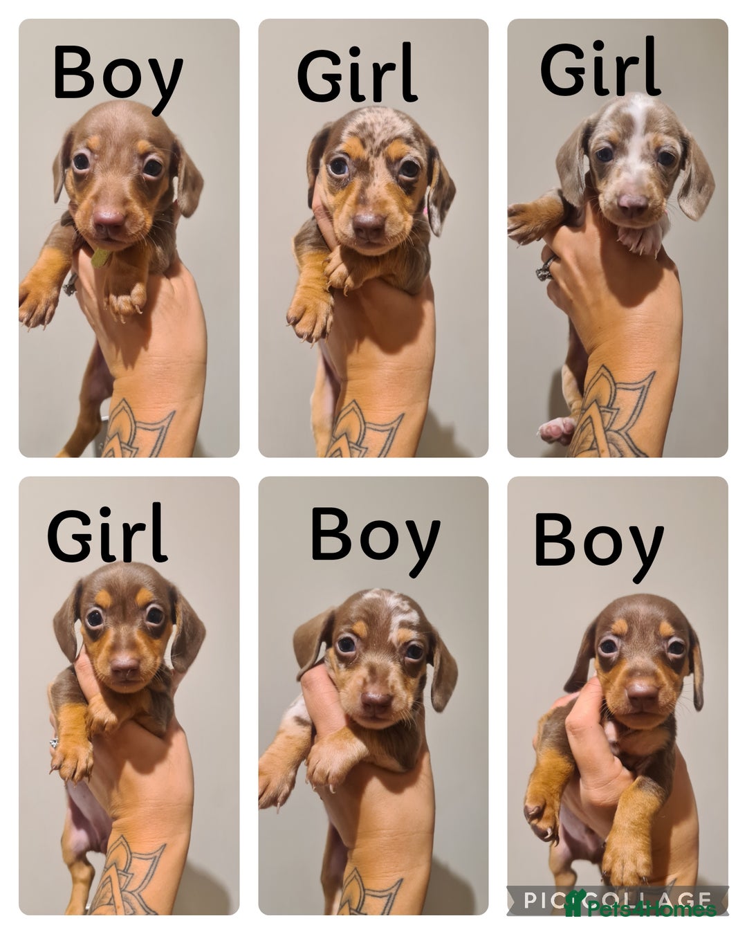 Miniature Dachshund dogs for sale: Smooth haired daxies available 3boys 3 girls - Image 1
