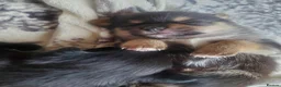 Pomchi dogs for sale: Bruce  - Advert 16