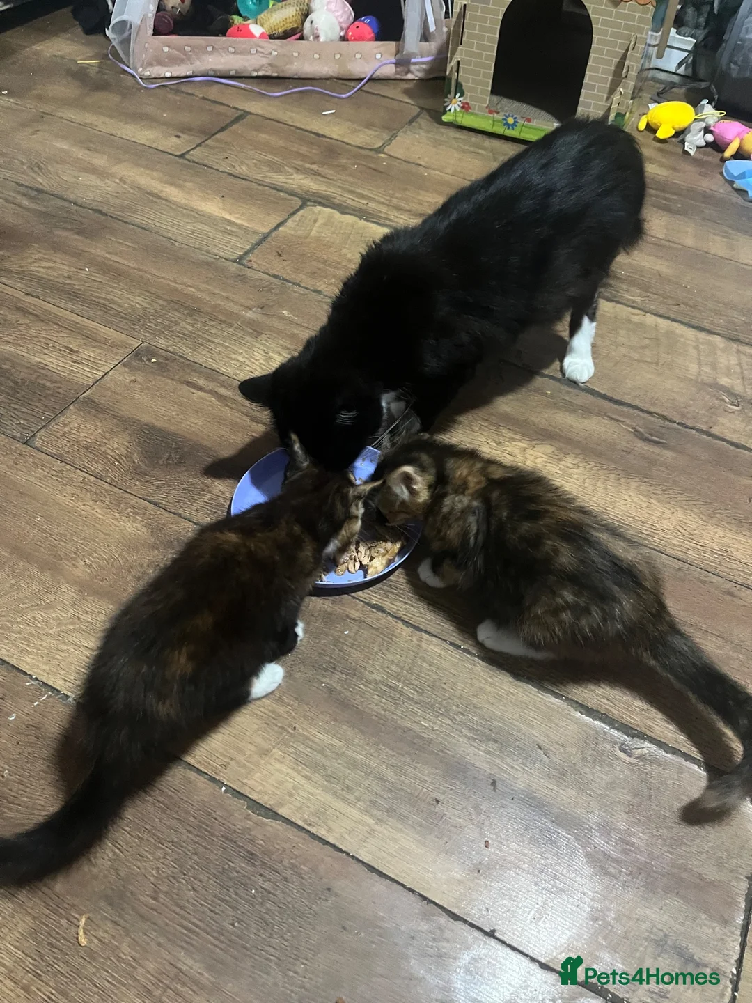 Mixed Breed cats for sale: 2 beautiful girls - Advert 1