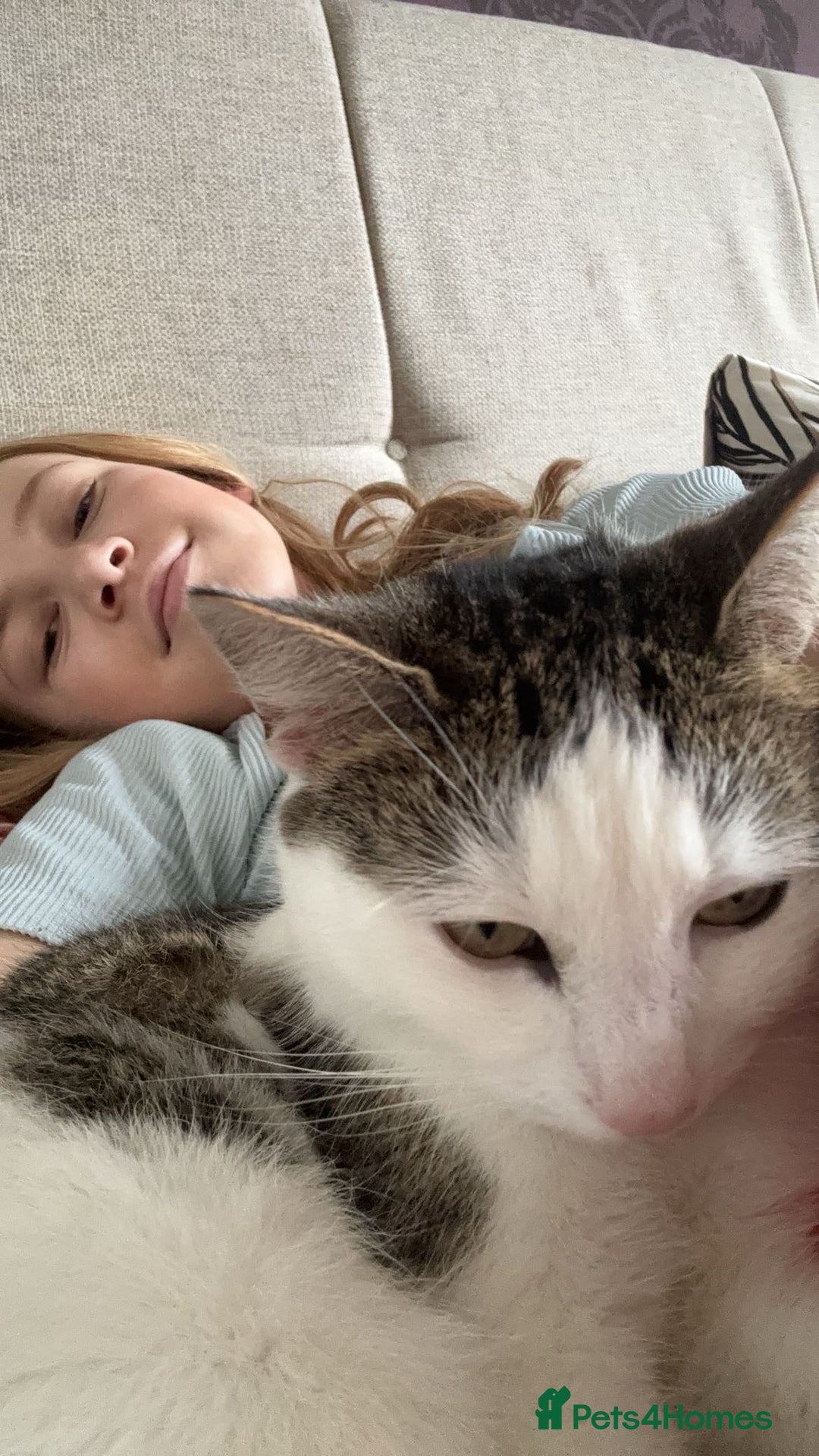 British Shorthair cats for sale: Four hand reared kittens Please read the info - Advert 1