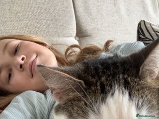 British Shorthair cats Four hand reared kittens Please read the info - Advert 2