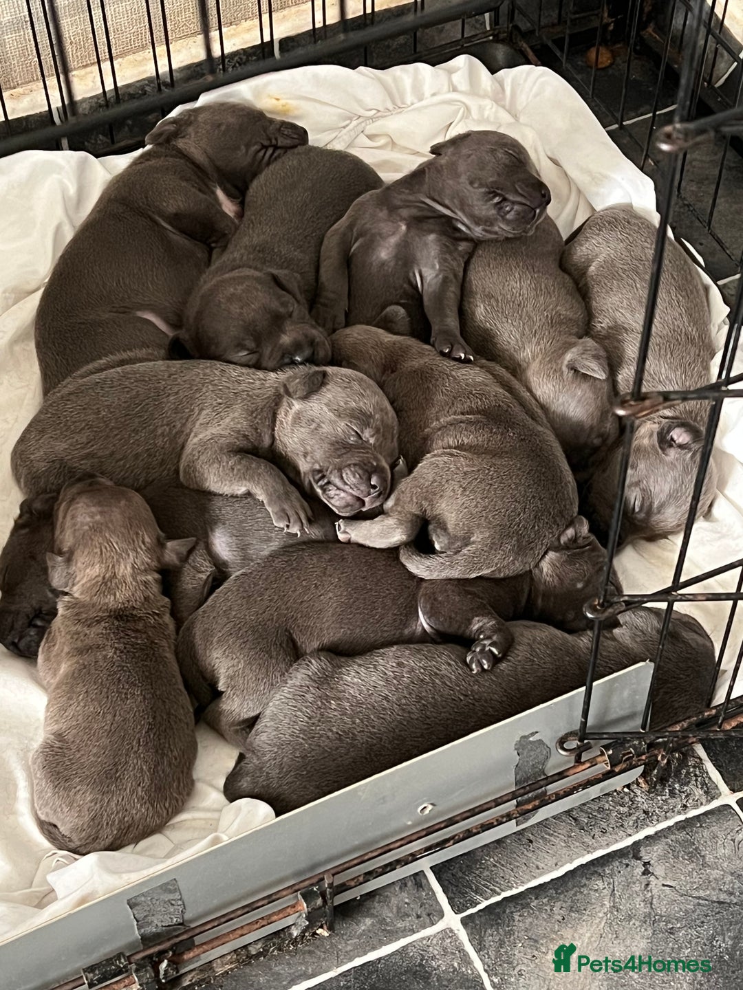 Staffordshire Bull Terrier dogs for sale: Stunning stocky blue Staffordshirebull terrier  - Advert 6