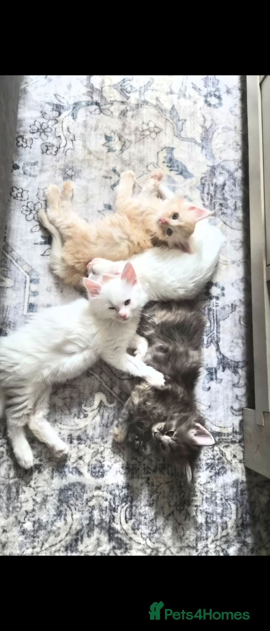 Maine Coon cats Beautiful main coon kittens for sale - Advert 1