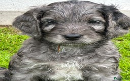 Cockapoo dogs for sale: Beautiful Cockapoo Puppies - Image 7