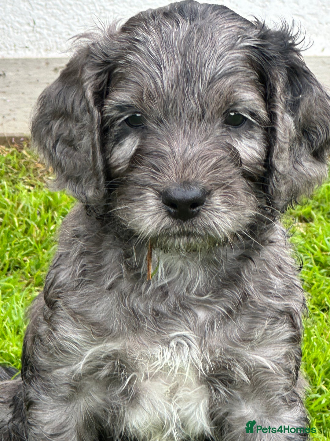 Cockapoo dogs for sale: Beautiful Cockapoo Puppies - Image 7