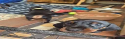 Miniature Dachshund dogs for sale: 🐾 Beautiful Miniature Dachshund Puppies 🐾 - Advert 9
