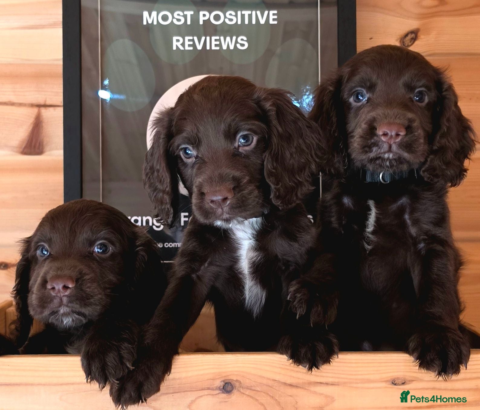 Cocker Spaniel dogs 3 CHOCOLATE BOYS KC WORKING TYPE COCKER SPANIELS - Advert 2