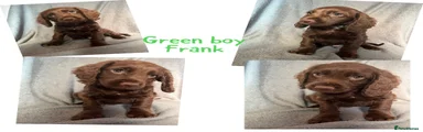 Cocker Spaniel 1