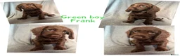 Cocker Spaniel dogs for sale: Cocker spaniel puppies  - Advert 6