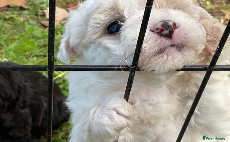 Poochon dogs - Advert 1