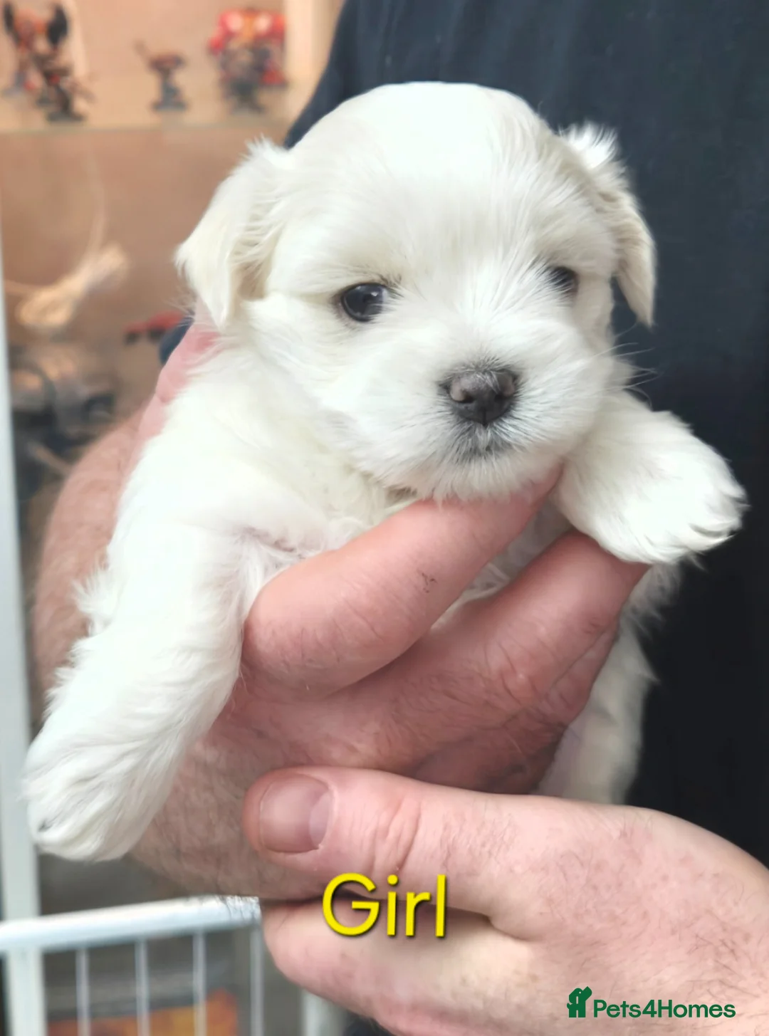 Maltese dogs for sale: Beautiful Maltese pups 1 girl, 1 boy for sale  - Advert 1