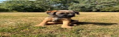 Border Terrier 2