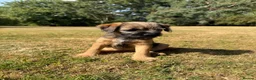 Border Terrier dogs for sale: KC Border Terriers  in Doncaster - Advert 19