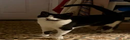 Domestic Shorthair cats for sale: 3 and a half year old cat - Advert 3