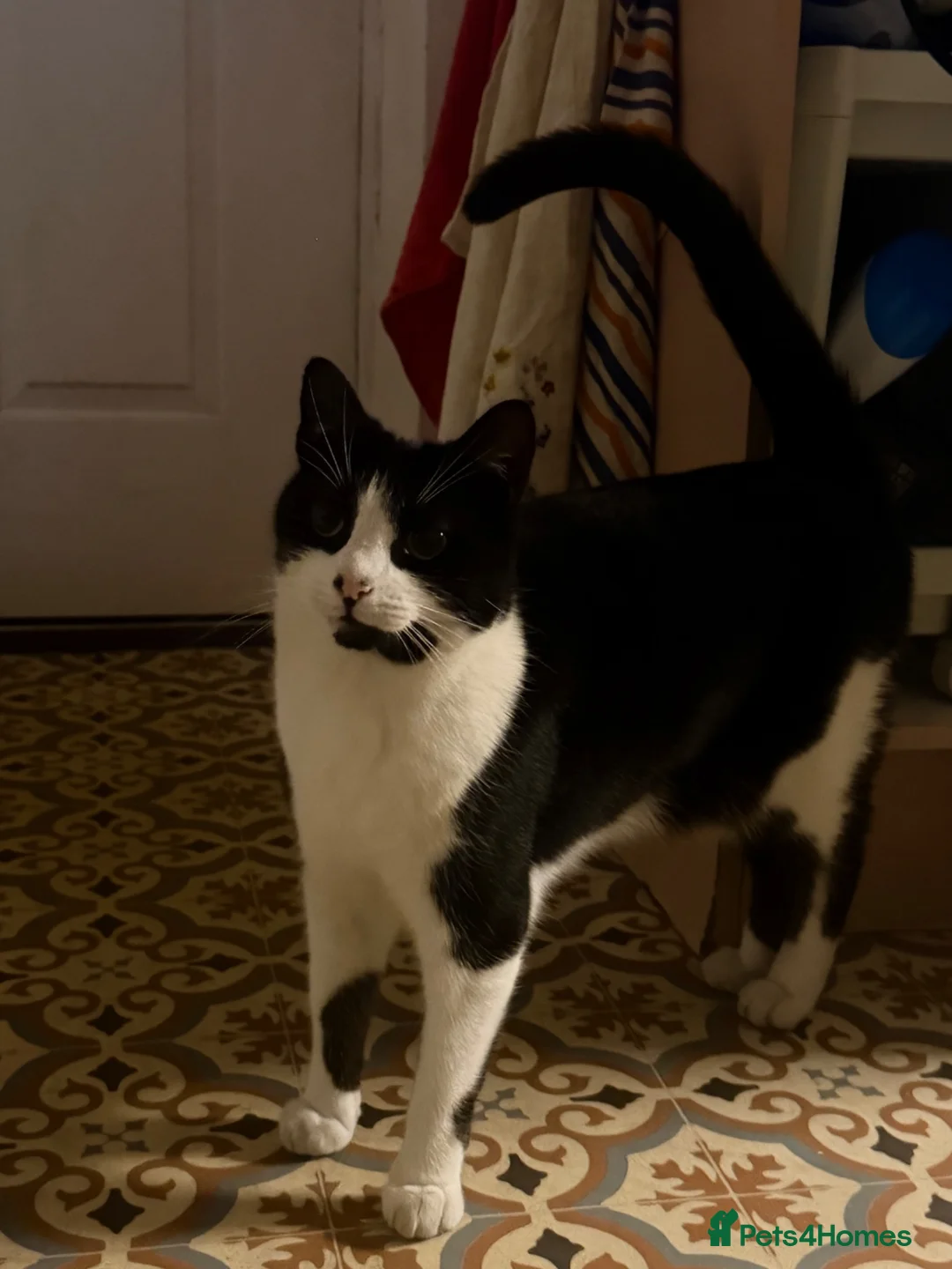 Domestic Shorthair cats for sale: 3 and a half year old cat - Advert 3