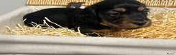 Miniature Dachshund dogs for sale: Black and Tan Miniature Daschund  - Advert 2
