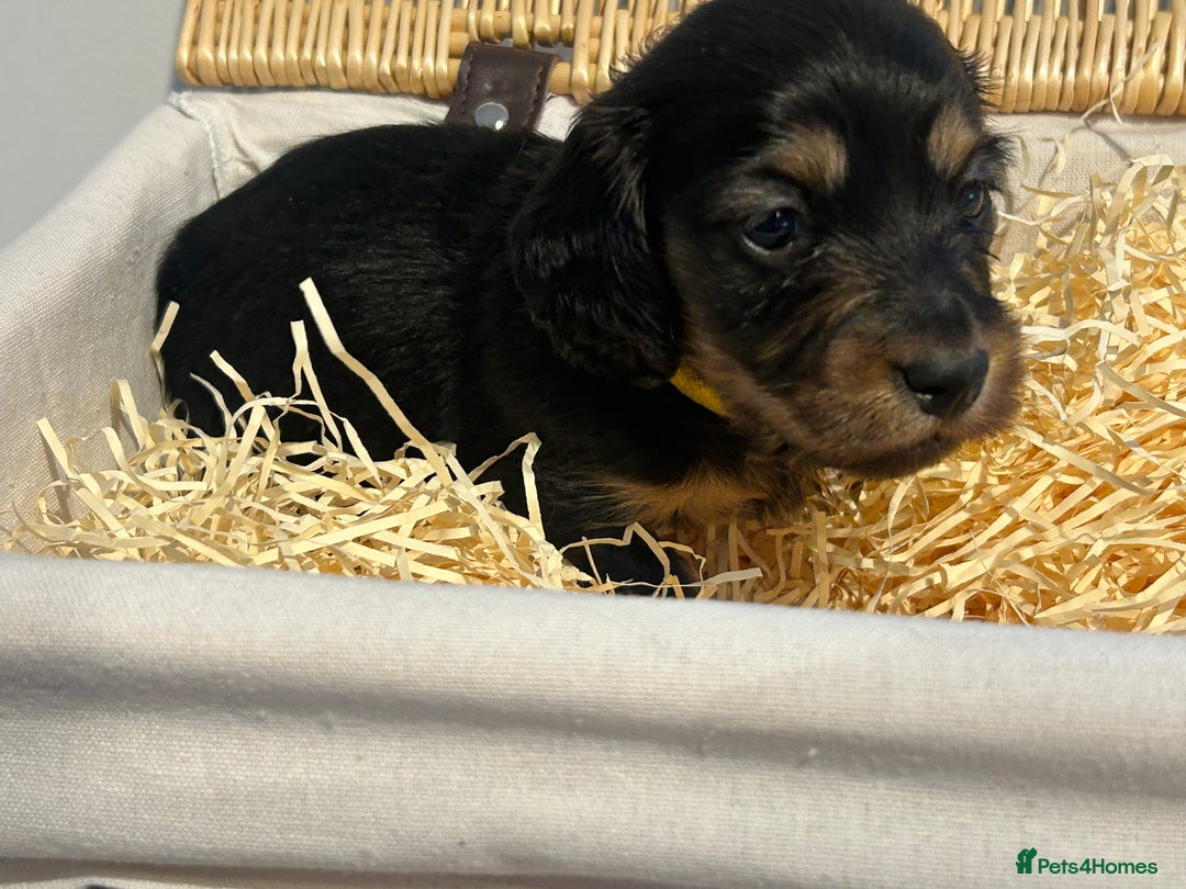 Miniature Dachshund dogs for sale: Black and Tan Miniature Daschund  - Advert 2
