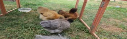 Chickens poultry for sale: Silkie chickens in Lingfield - Advert 6