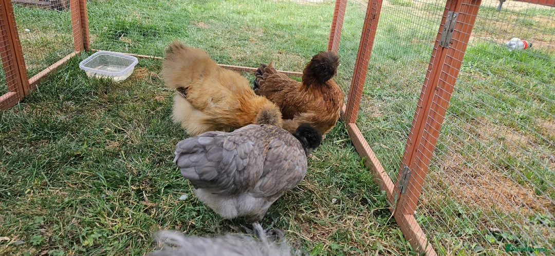 Chickens poultry for sale: Silkie chickens in Lingfield - Advert 6