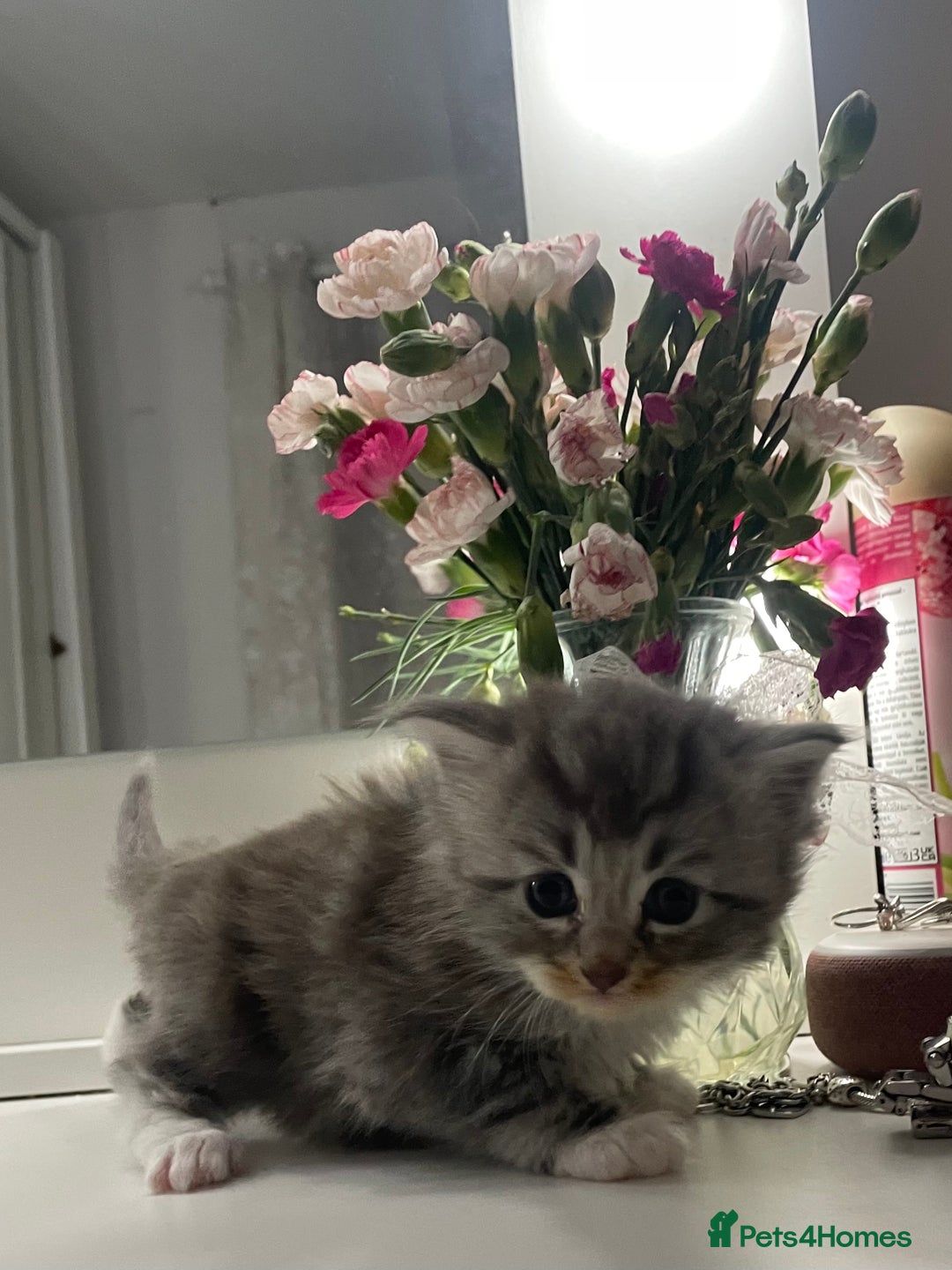 Maine Coon cats for sale: ✨Beautiful Mainecoon/Ragdoll mix kittens✨ - Advert 4