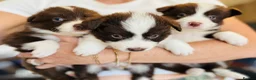 Border Collie dogs for sale: Our Bred Border Collie Puppies For Sale - Advert 2