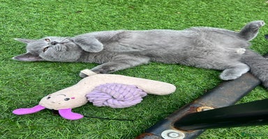 British Shorthair cats - Advert 13