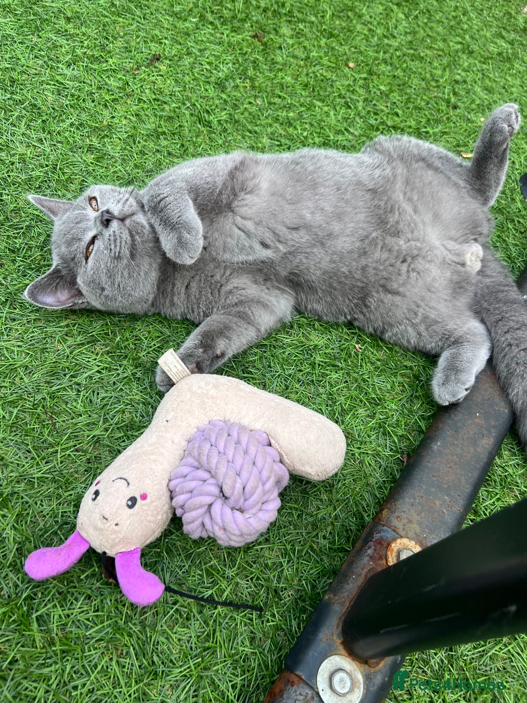 British Shorthair cats for sale: Gorgeus GCCF British Shorthair kittens - Image 2
