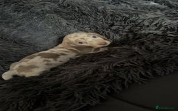 Miniature Dachshund dogs for sale: Izzabella mini dashaunds  - Image 3