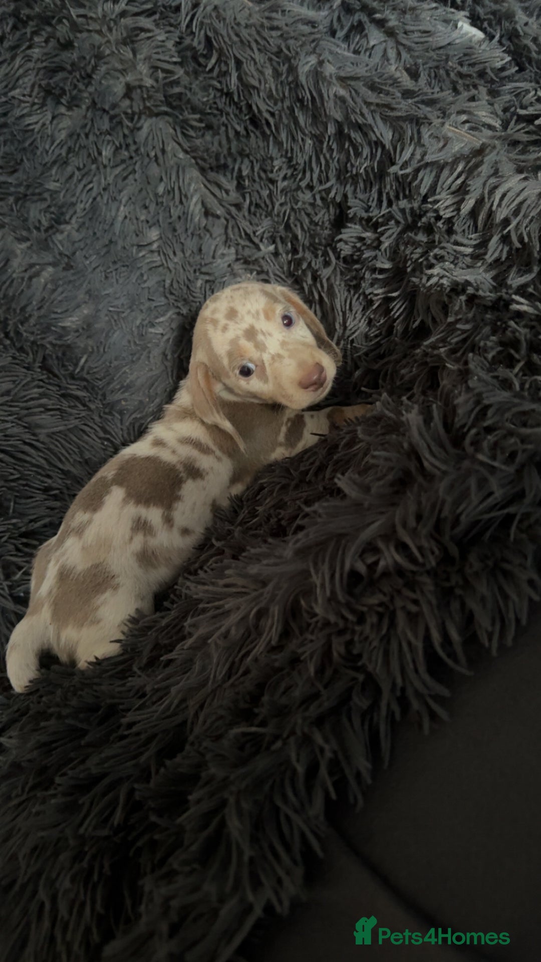 Miniature Dachshund dogs for sale: Izzabella mini dashaunds  - Image 3