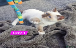 Ragdoll cats for sale: Gorgeous GCCF Ragdoll kittens READY NOW!!! - Image 6