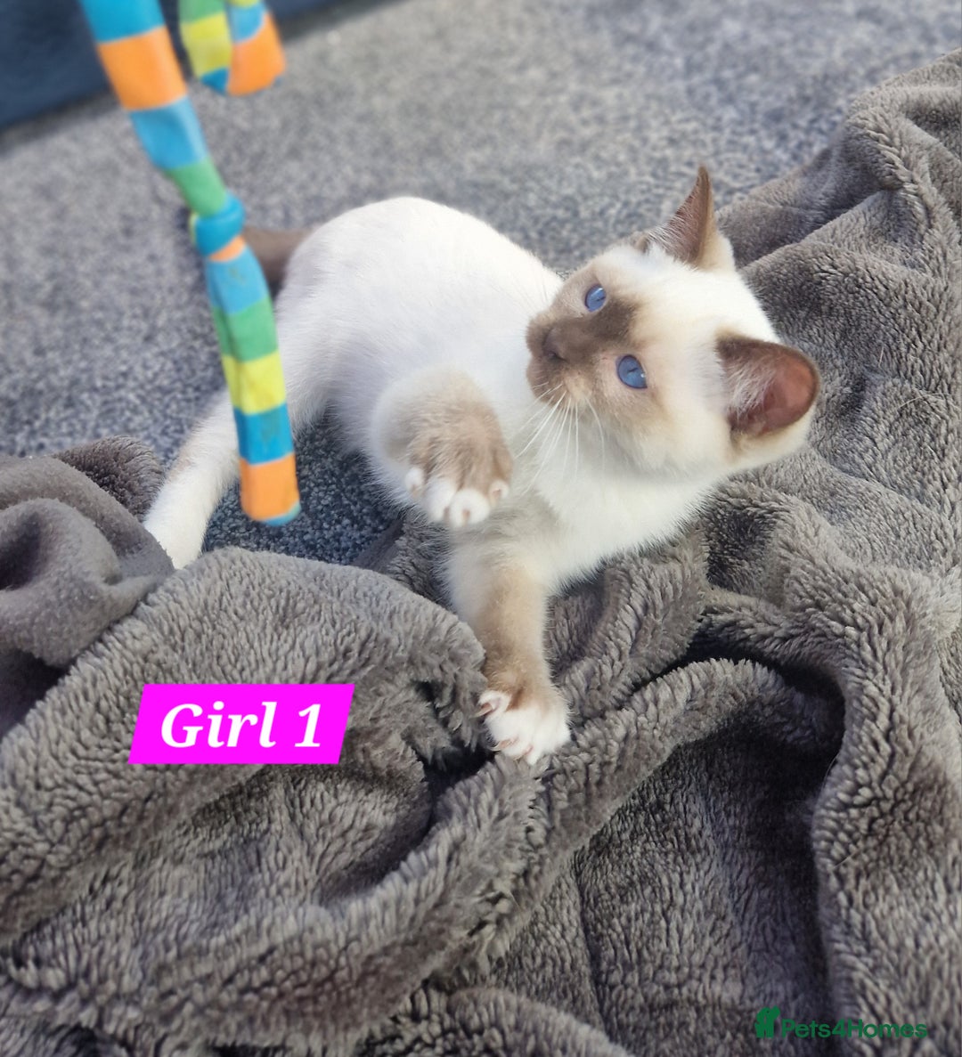 Ragdoll cats for sale: Gorgeous GCCF Ragdoll kittens READY NOW!!! - Image 6