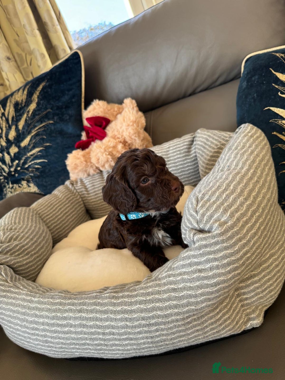 Cockapoo dogs for sale: Exceptional F1 Cockapoo puppies  - Advert 11