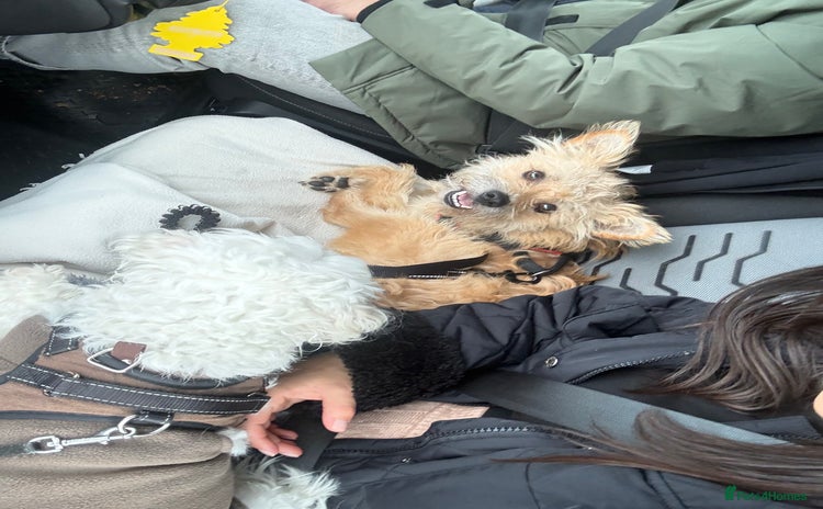 Mixed Breed dogs Milo is a rescue  - Advert 1