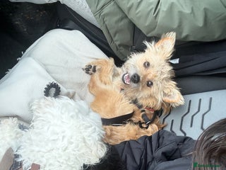 Mixed Breed dogs for sale: Milo is a rescue - Advert 1