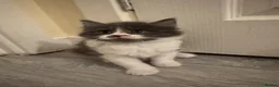 Domestic Shorthair cats for sale: 5 Stunning Kittens ready to reserve - Advert 15