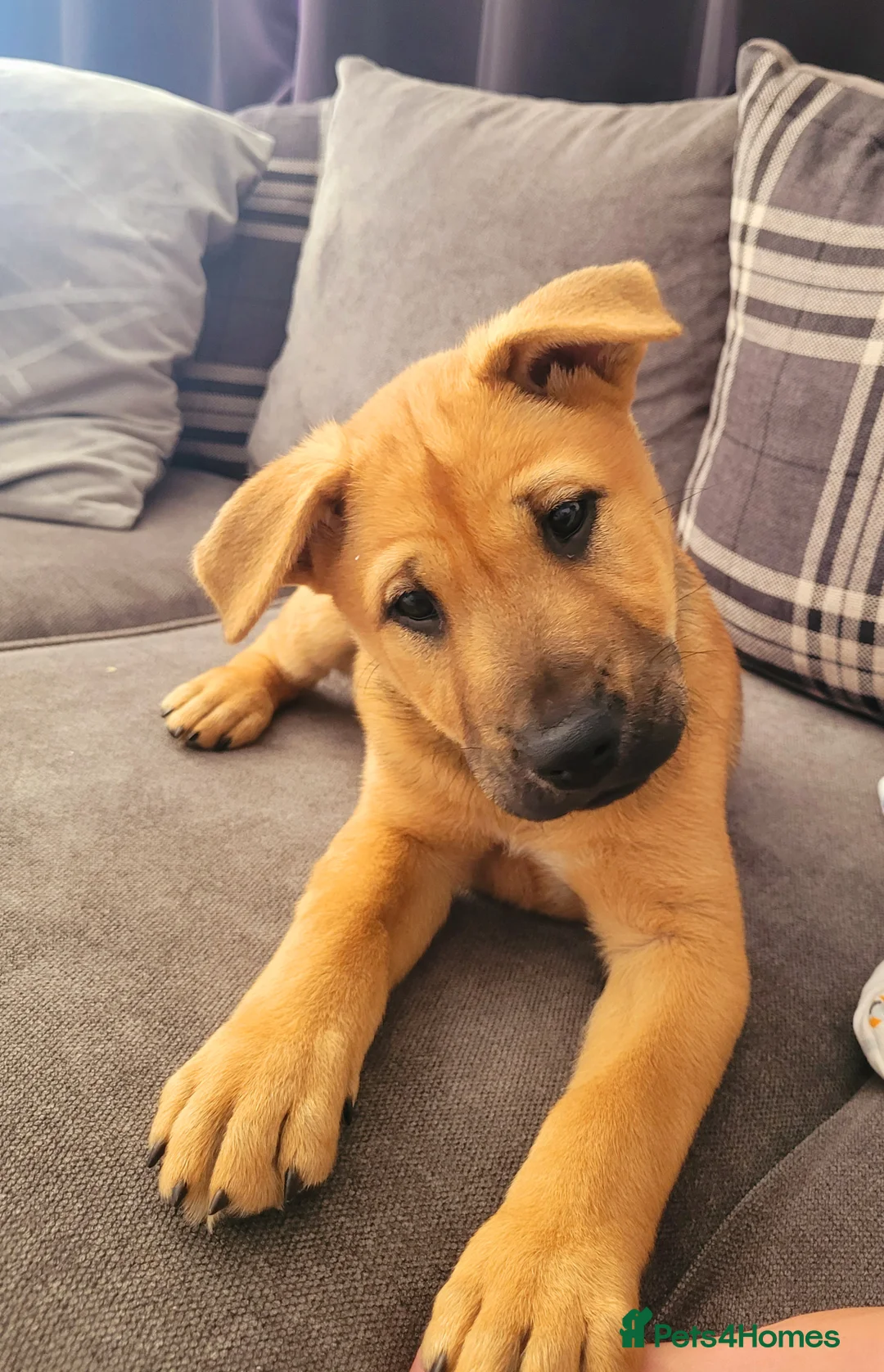 Mixed Breed dogs for sale: 2yr old Bull-chow Roxy - Advert 7