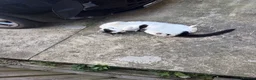 Mixed Breed cats for sale: Rehoming cat - Advert 5