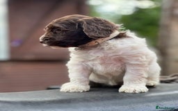 Cockapoo dogs for sale: 11 beautiful pups some very rare colours  - Image 7