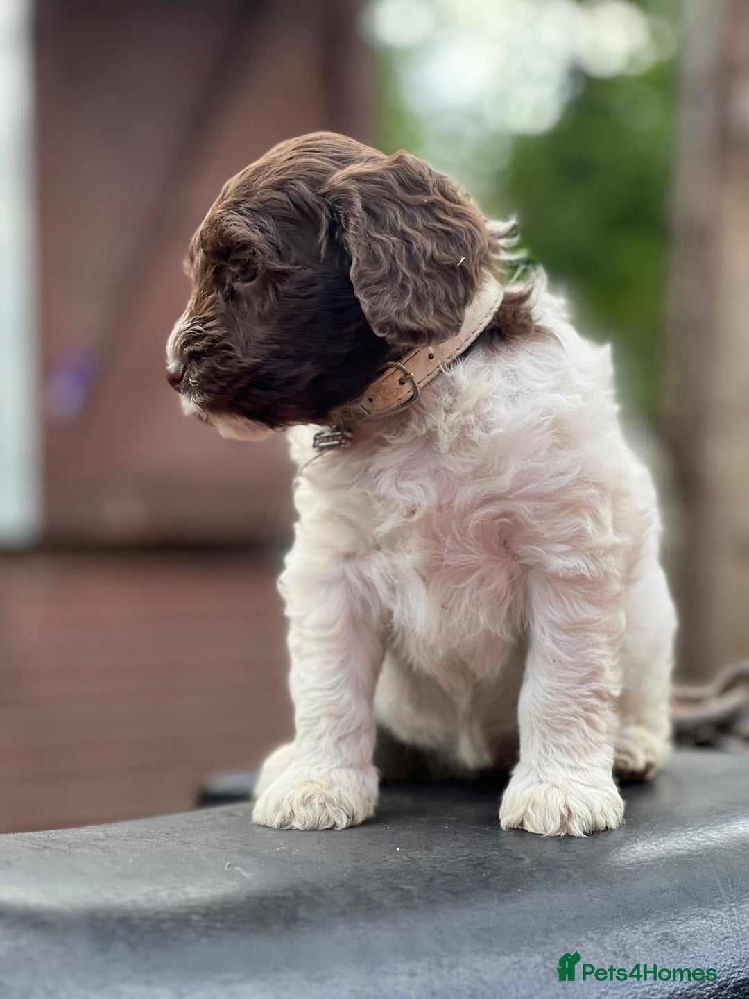 Cockapoo dogs for sale: 11 beautiful pups some very rare colours  - Image 7