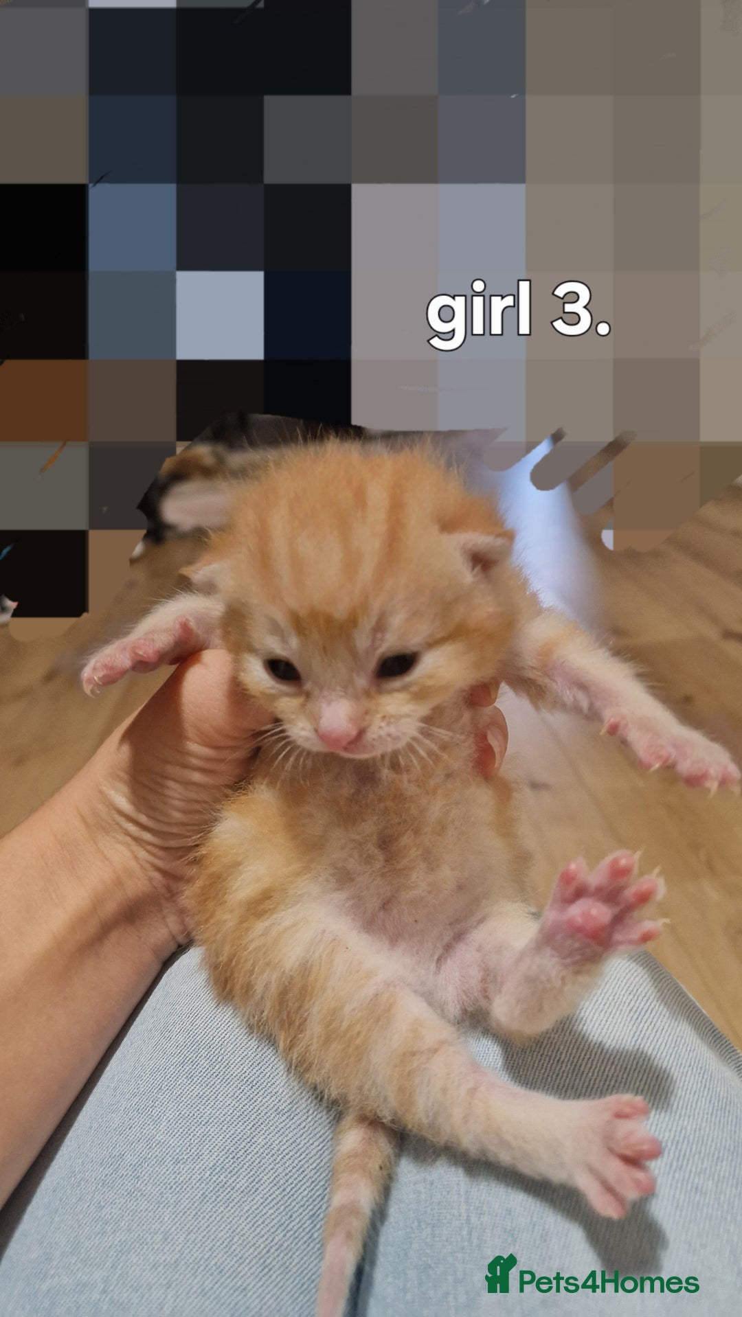 Siberian cats for sale: Siberian/bengal cross - Image 6