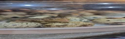 Quail poultry for sale: 🐣 Live Coturnix Jumbo Quail for Sale 🐣 - Advert 20