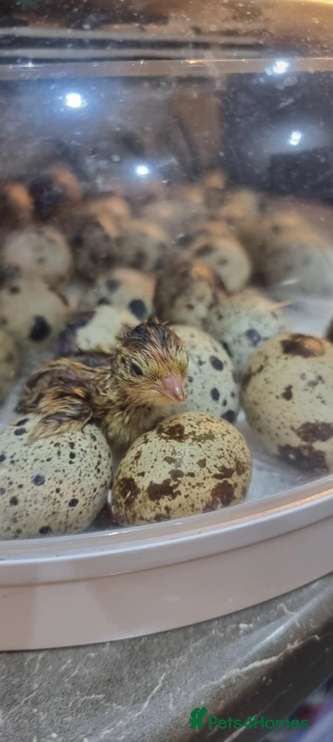 Quail poultry for sale: 🐣 Live Coturnix Jumbo Quail for Sale 🐣 - Advert 20
